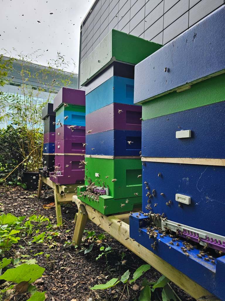 Multicolor beehives
