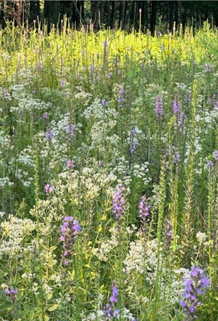 A field of flowers in Montgomery, Alabama